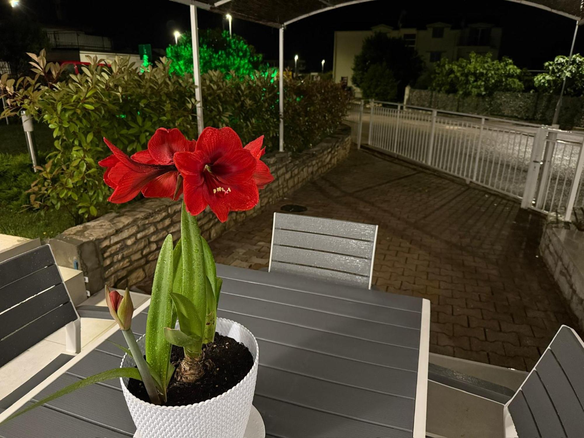Apartments Roberta Novigrad Istria Eksteriør bilde